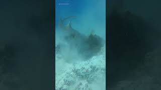 Shark v Octopus Battle