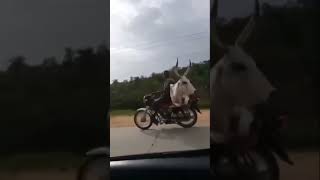 Levando boi na moto