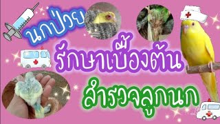 #ep34 #นกป่วย #รักษาอาการป่วยเบื้องต้น #สำรวจรังนก #นกลูกป้อน #นกหงส์หยก #ค๊อกคาเทล #ซันคอนัวร์