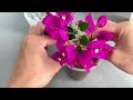 just garlic bougainvillea branches suddenly take root like crazy and bloom all year round