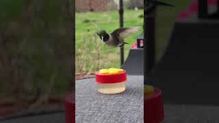 Hummingbird Feeding Close Up  #shorts #nature #birds #hummingbird