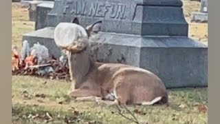 Law enforcement agencies looking for deer with jar stuck on its head in Chicago