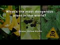 What's the most dangerous plant in the world?