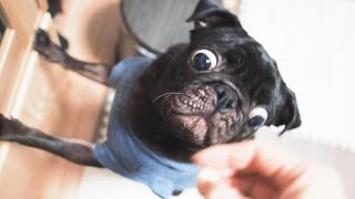 服薬が減り我が家の愛犬は元気に暮らしています。My dog ​​is living well with less medication.【パグ、pug】