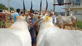 Super size dheshiya Seema Bull's video | Pattikonda Market video's