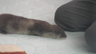 ズーラシア　ユーラシアカワウソの赤ちゃん その２ 2018/2/28