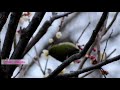 梅の蜜がごちそう！メジロ　 japanese white eye sucking plum honey