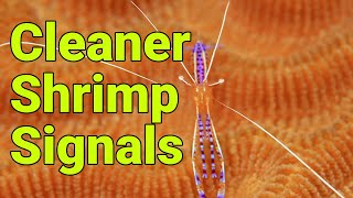 How do cleaner shrimp talk to their clients?