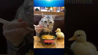 Kucing Sedang Beraktivitas #kucing #kucinglucu #shortvideo