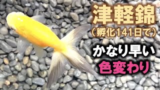 Goldfish】Tsugaranishiki fry change color a little early (fading of the fish)