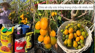 Chia sẻ .cây cóc trồng trong chậu, có rất nhiều trái  ❤️🍑🥰# 612