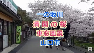 一の坂川の桜並木、山口市、車窓風景