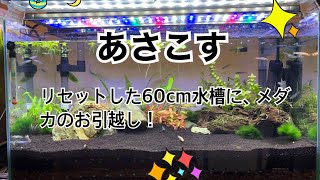 リセットした60cm水槽へ、メダカの引っ越し