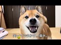 動画でよく怒ってる柴犬の日常ってどんなの？