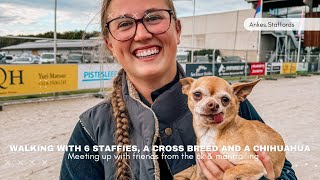 Walking with 6 staffies, a cross breed and a chihuahua