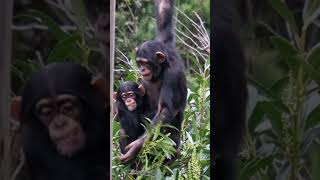 Chimpanzee Swings High With Her Baby Brother !! #shorts