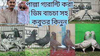 অবিশ্বাস্য এক লুটপাট অফারে কবুতর কিনুন | মাগনা দামে পাল্লা গ্যরান্টি করা কবুতর | মানবতার কবুতর ওয়ালা