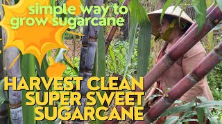 COUNTRYSIDE | simple way to grow sugarcane, harvest clean super sweet sugarcane.