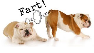 Dog farting into microphone | Cute and funny dog videos Compilation 2021| Pets Nation