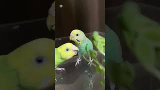 豆苗食べるインコ #shorts #セキセイインコ #コザクラインコ