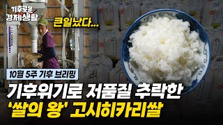 더위에 약한 고시히카리쌀 살리기 프로젝트 들어간 일본 [기후로운 경제생활]