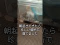 朝からビックリ（ピク） ハムスター 手乗りハムスター 癒し 可愛い 寝顔 cutepet ビックリ