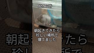 朝からビックリ（ピク）#ハムスター #手乗りハムスター #癒し#可愛い#寝顔#cutepet #ビックリ