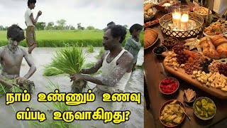 நாம் உண்ணும் உணவு எப்படி உருவாகிறது?