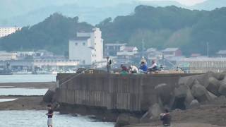 6/1（土）田辺市天神崎元島堤防地磯釣り人