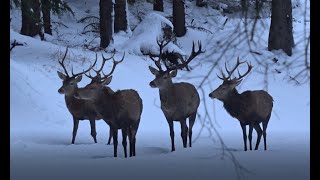 Sudecka Ostoja 4/2020. Polowanie na jelenie byki. Hunting deer in Poland.