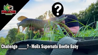 A NEW face to the Channel! - Molix Supernato Beetle Baby