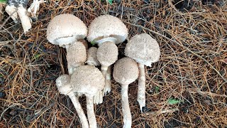 ยังไม่หมดเจออีกดง‼️ เก็บเห็ดร่ม เห็ดแตรดำสวยๆ🇬🇧 Parasol mushrooms,  Horn of plenty 🍄