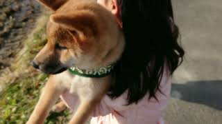 【柴犬まるすけ】お散歩デビュー！近くの田んぼ道を毎日爆走してます。#柴犬#子犬#散歩#走る