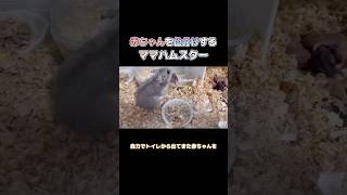 赤ちゃんを色分けするママハムスター🐹 #shorts #ハムスター #子育て