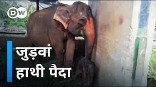 80 साल बाद पैदा हुए हाथी के जुड़वां बच्चे [Rare twin baby elephants born in captivity in Sri Lanka]