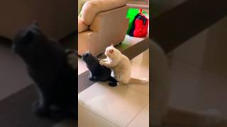 Funniest Pets Cats And Dogs Video 😺#shorts