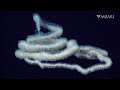 The woolly siphonophore thrives in the deep sea by stretching out to catch a meal