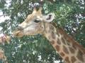 botswana 2009 slide show.wmv