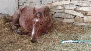 Спасённую в Краснощековском районе лошадь перевезли в Барнаул