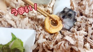 【ハムスター】バームクーヘンを必死に食べるジャンガリアンハムスター【4K】Djungarian hamster desperately eating Baumkuche