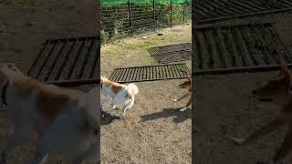 里親募集の保護犬たちです。みんなで元気に遊んでます😊気になる方はご一報ください。会うことができます。