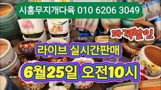 시흥무지개다육 라이브실시간판매 010 6206 3049 특별찬스 가성비