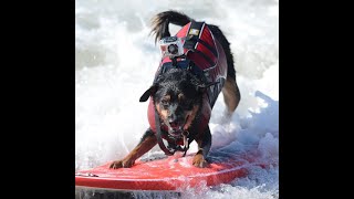 #davutunterwegs #papabowunterwegs - #Dogs in water #Jam On !