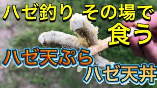 【ハゼ調理】江戸川放水路でハゼ釣り。即、天ぷらで頂きました。