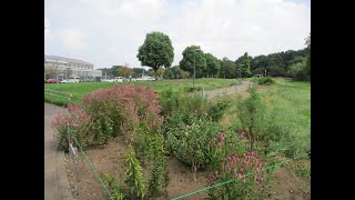 おうら中央公園【群馬県・邑楽町】残暑の秋　シンボルタワー未来MiRAiの周辺水辺を散策