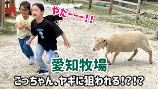 【愛知牧場】牧場に行ってみた　ふれあい　餌やり　動物　うさぎ　モルモット　マーラ　羊　ビビり　可愛い　おもしろ　おでかけ　おでかけスポット　ファミリー向け　休日の過ごし方　乗馬　乗馬体験