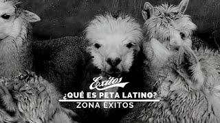 #ZonaÉxitos 08.02.2021 ¿Qué es PETA latino?