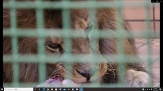 20200620食欲あります  in  長野市茶臼山動物園