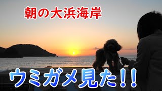 朝の大浜海岸　ウミガメ見た！！