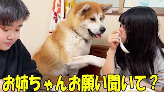 姉ーちゃんお願い聞いて秋田犬そら、シェパード犬マックのお話し